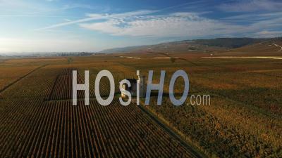Clos Vougeot Vineyards And Castle With Automn Leaves In Burgundy, France - Video Drone Footage