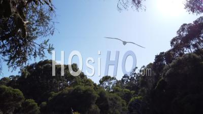 Prise De Vue Aérienne Matinale D'une Forêt Sacrée Dense Et Profonde En Australie Occidentale - Vidéo Aérienne Par Drone