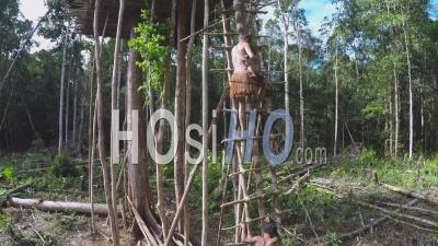 Cabane Dans Les Arbres Du Peuple Korowai - Vidéo Par Drone