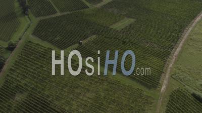 Drone View Of The Bordeaux Vineyard, Vineyard In Fronsadais, Vineyard Tractor At Work