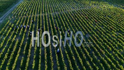 Hand-Picking In The Bordeaux Vineyards At Fronsac, Near Saint-Emilion - Video Drone Footage