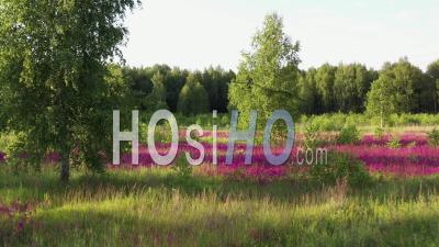 Aerial View Of Glades With Pink Wild Flowers Between Trees. - Video Drone Footage