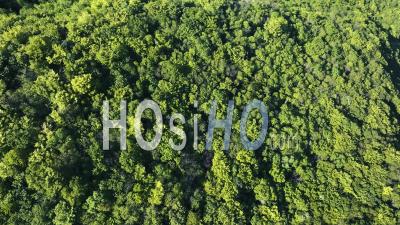 Vertical Aerial View Of A Green Forest - Video Drone Footage