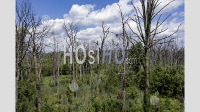 Trees Killed By Disease And Flooding - Aerial Photography
