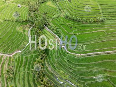 Jatiluwih Rice Terraces, Tabanan, Bali, Indonesia - Aerial Photography