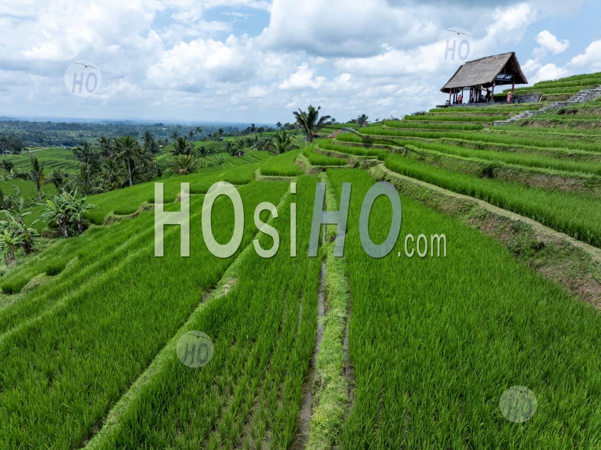 Jatiluwih Rice Terraces, Tabanan, Bali, Indonesia - Aerial Photography
