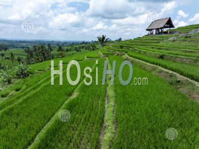 Jatiluwih Rice Terraces, Tabanan, Bali, Indonesia - Aerial Photography