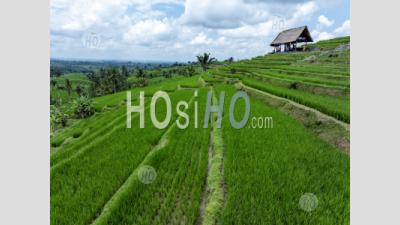 Jatiluwih Rice Terraces, Tabanan, Bali, Indonesia - Aerial Photography