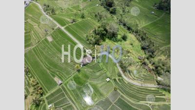 Jatiluwih Rice Terraces, Tabanan, Bali, Indonesia - Aerial Photography