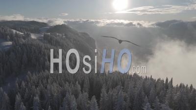 Forêt Gelée – Vidéo Prise Par Drone