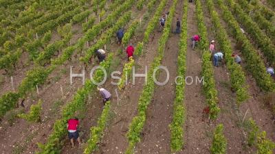 Workers Harvesting Vineyard, Video Drone Footage