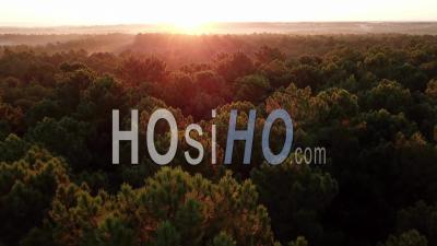Beautiful Green Forest At Morning Sunrise Aerial Shot, Video Drone Footage
