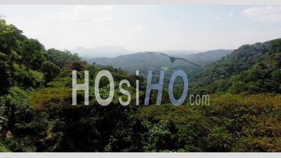Rainforest In Sri Lanka, Filmed By Drone