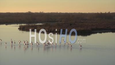 Group Of Flamingos At Dusk - Video Drone Footage