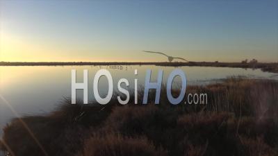 Group Of Flamingos At Dusk - Video Drone Footage